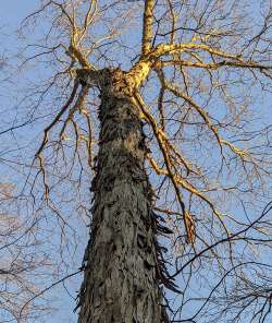 Shadbark hickory Photo: Marcy Stanton