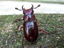 Stag Beetle Photo: Charlie Schwarz