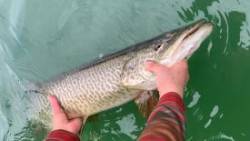 Tiger Musky Photo: Margie Manthey