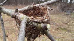 Vireo Nest Photo: John Knapp