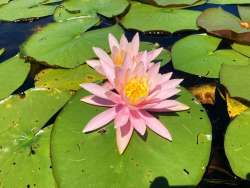 Water lilies Photo: Richard A. Philben