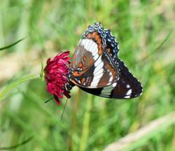 WHITE ADMIRAL BUTTERLFY Photo: Caroline Tricker