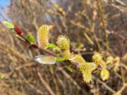 Willows Photo: Louanne Nielsen