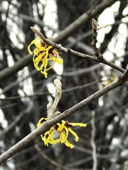 Witch hazel Photo: Mollie Babize