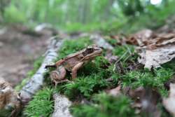 Wood frog Photo: Tristan Phillips