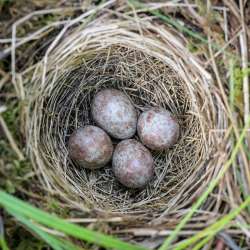 woodland nest Photo: AM Dannis