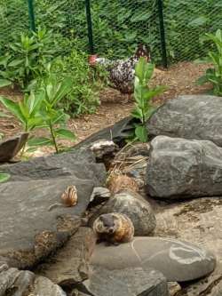 Chicken yard Photo: Libby Hillhouse