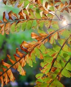 Maidenhair fern Photo: Christine Young