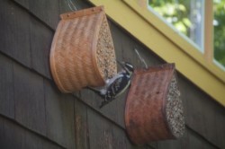 7w_john_snell_bees_woodpecker.jpg