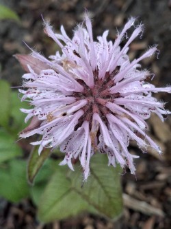 Garden flower Photo: Emily S. Rowe