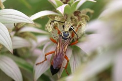 Golden digger wasp Photo: Ann Little
