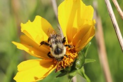 Coreopsis Photo: Jackson Saul