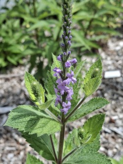 Hoary vervain Photo: Emily S. Rowe