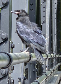 Fledging raven Photo: Kelly