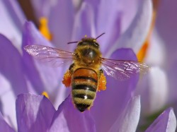 Honey bee Photo: Charlie Schwarz