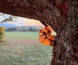Cicada shell Photo: Liz Thompson