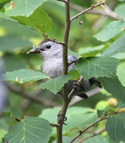 Catbird Photo: Alice Webb