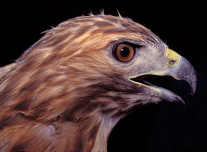 Red Tail Hawk thumbnail