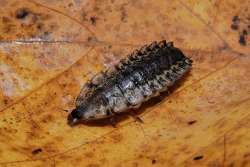 Glowworms Photo: Tami Gingrich