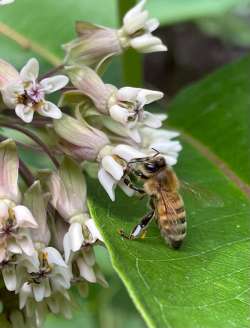 Milkweed Photo: George Rollend