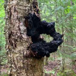 Chaga Photo: AM Dannis