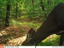 Whitetail Behavior and Physiology Photo: Northern Woodlands