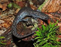 Salamander Photo: Tami Gingrich