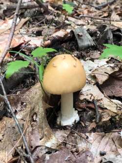 Mushrooms Photo: Rodney Johnson