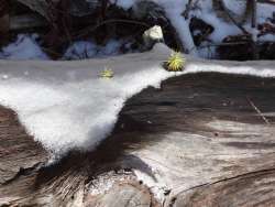 Plants Photo: Jack Nelson