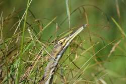 American bittern Photo: Lonnie Jandreau