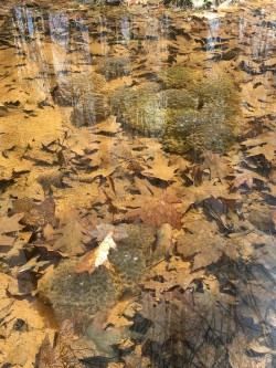 Amphibian Egg Masses Photo: Collin Miller