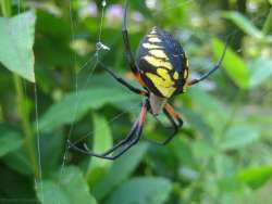 Spider Photo: Chantal Caron