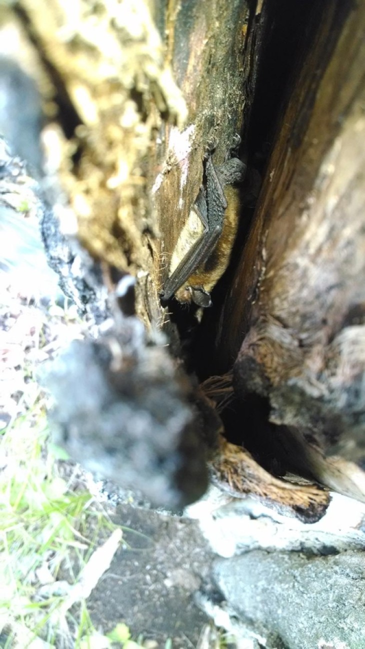 Bat roost tree