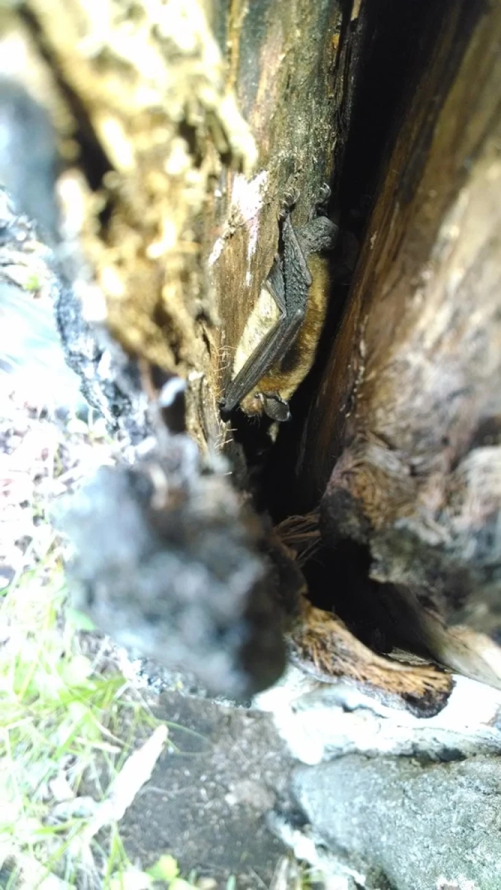 Bat roost tree
