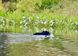 Swimming bear Photo: Karinne Heise