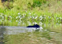 Swimming bear Photo: Karinne Heise