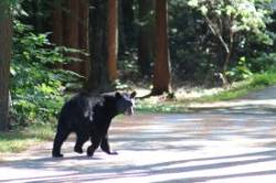 Bear Walking Photo: Cec Snow