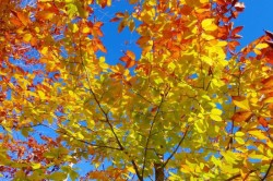 Beech Photo: Debra Clough