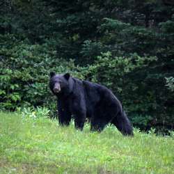 Black bear Photo: AM Dannis