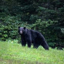 Black bear Photo: AM Dannis