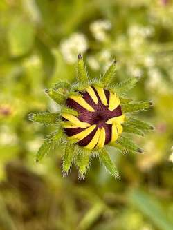 Blackeyed susan Photo: Bonita Choly