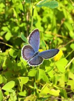 Blue butterfly Photo: Bekky Honkala