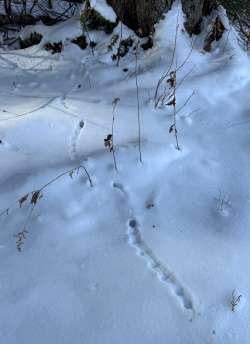 Rodent tracks Photo: Dawn Brooks