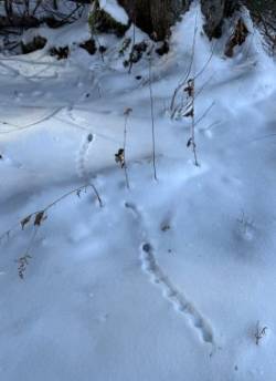 Rodent tracks Photo: Dawn Brooks
