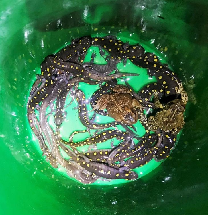 Bucket of herps