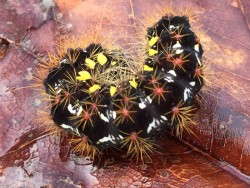 Caterpillar Dagger Moth Photo: Pam Landry