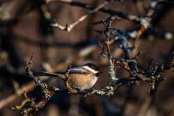 Chickadee Photo: Benjamin Wymer