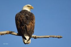 8_eagle_in_enfield_068_2_web.jpg