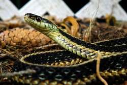 Eastern garter Photo: Rosalyn Lincoln