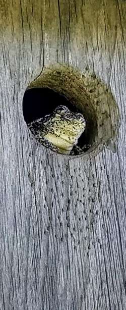 eastern gray tree frog Photo: Jamie Pearson